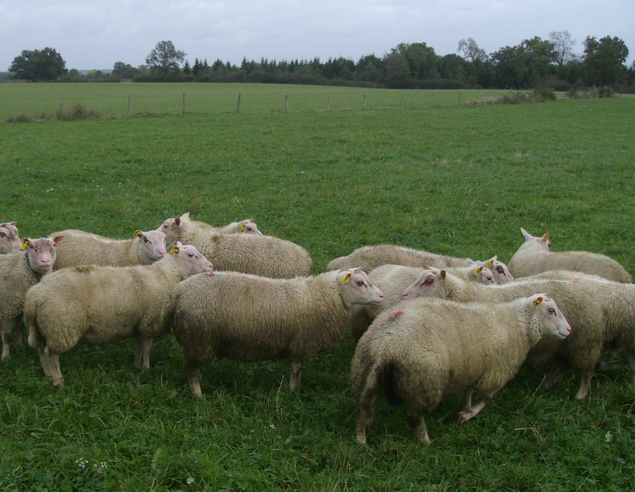 Agneaux Charmoise dans l'herbe