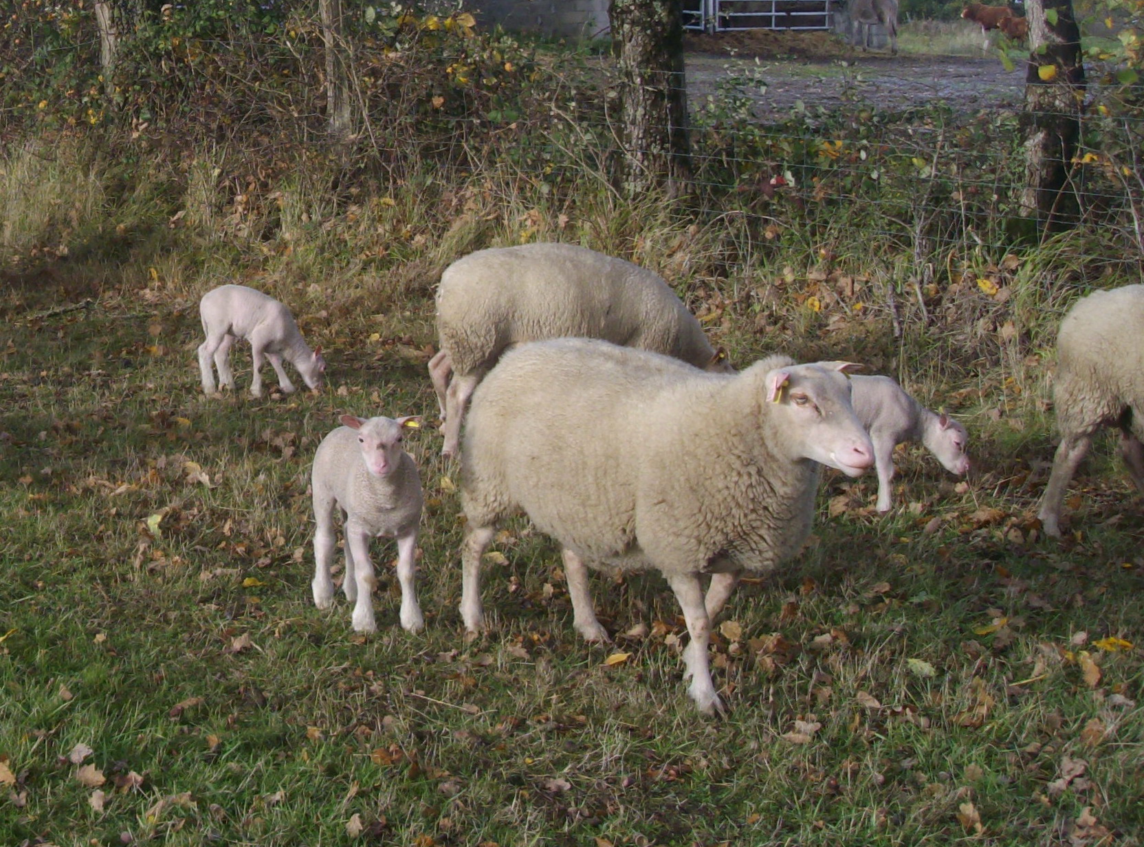 Brebis avec agneau au pâturage