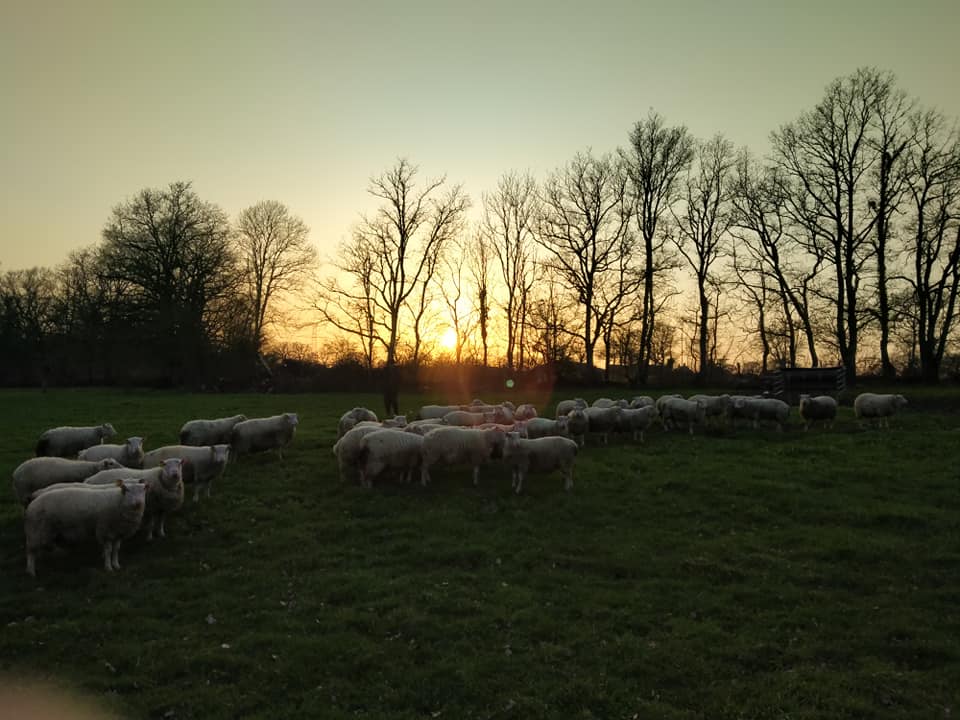 Troupeau au coucher du soleil